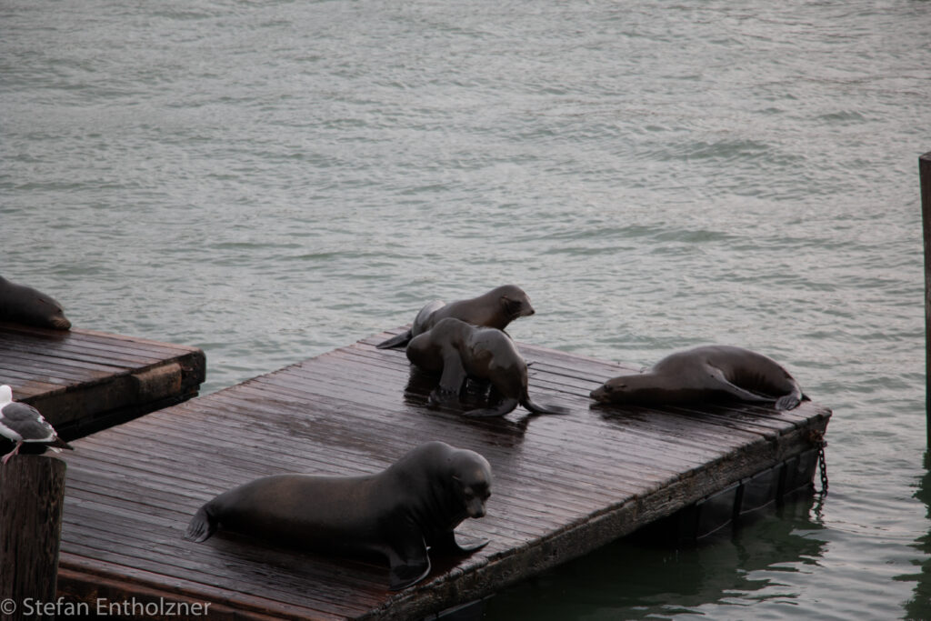 Pier 39