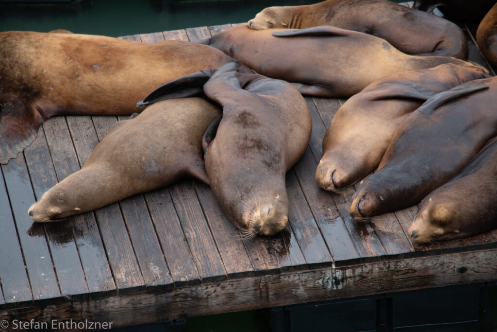 Pier 39