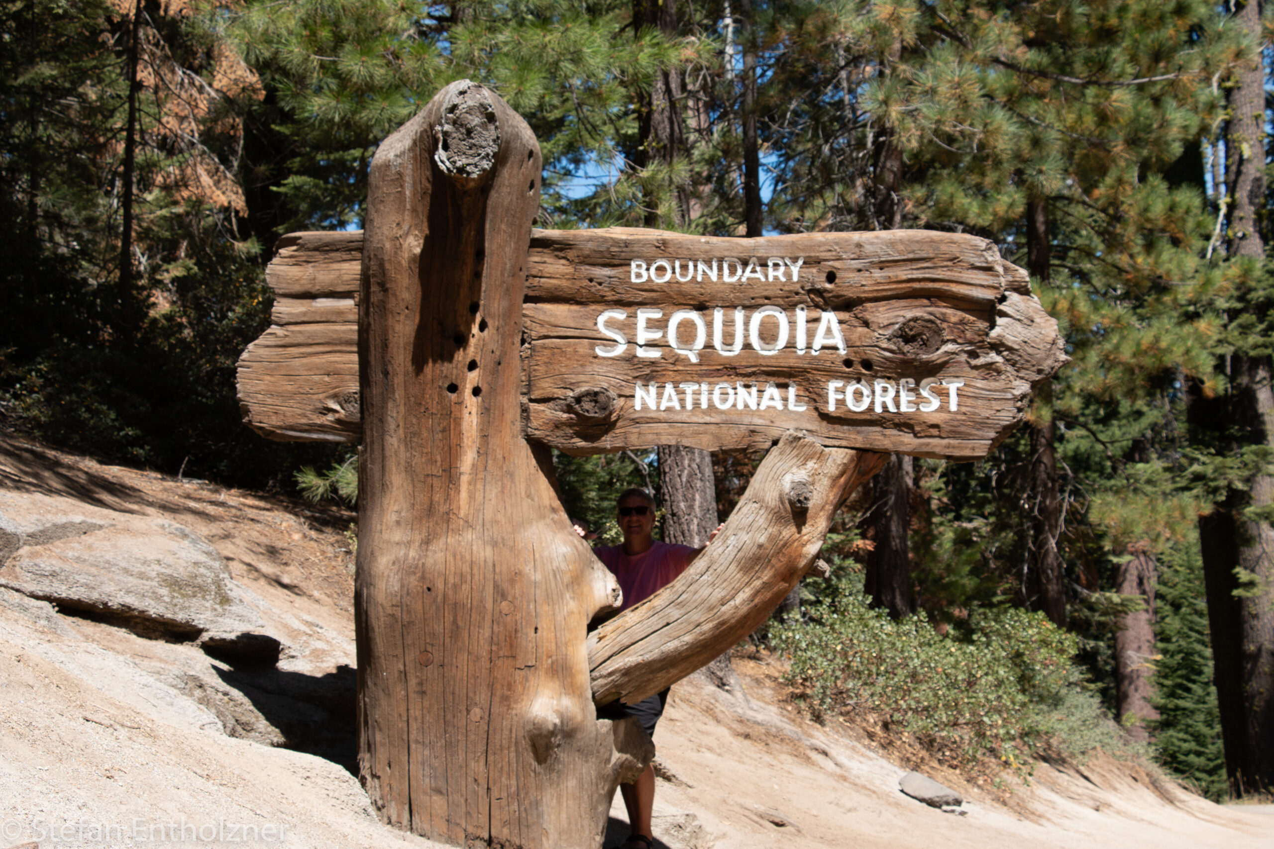 Sequoia