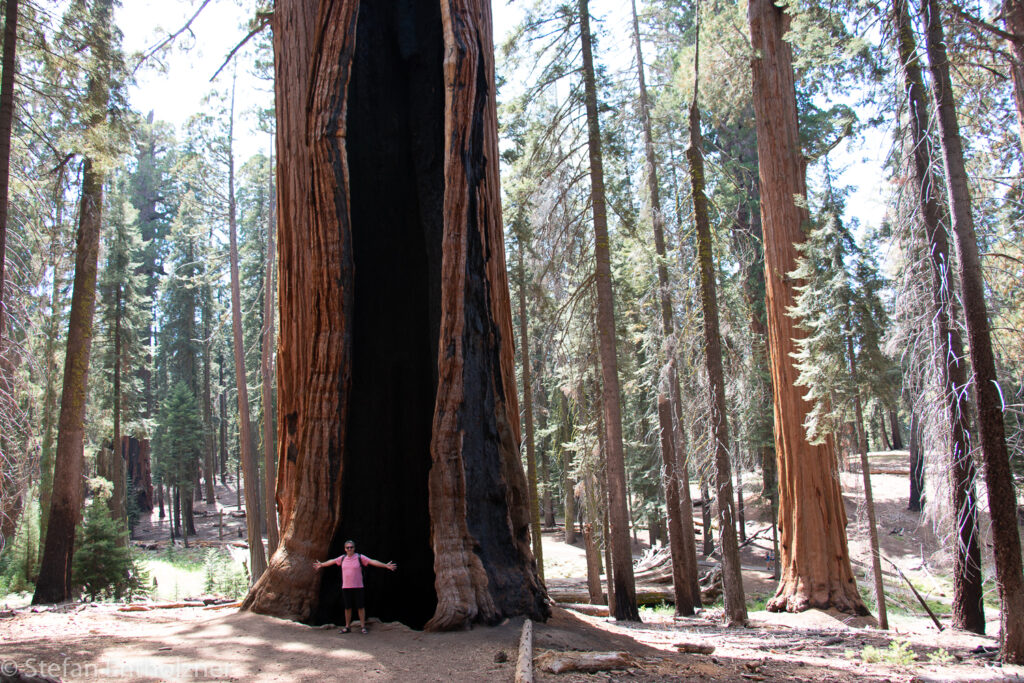 Sequoia