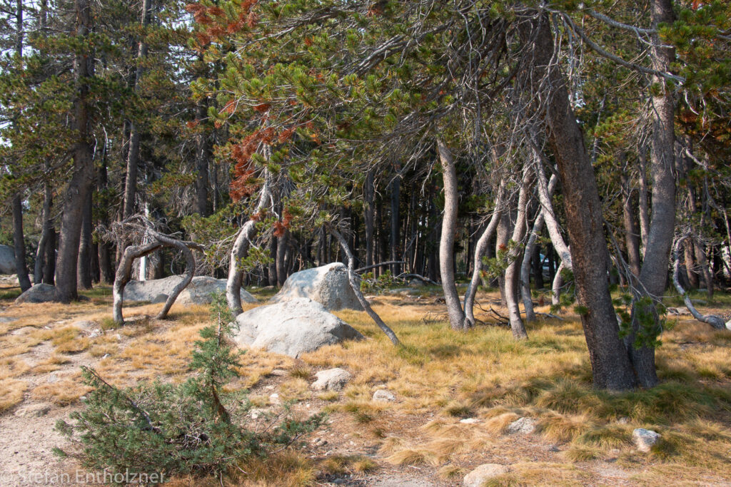 Tenaya Lake