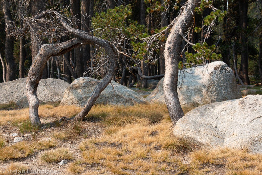 Tenaya Lake