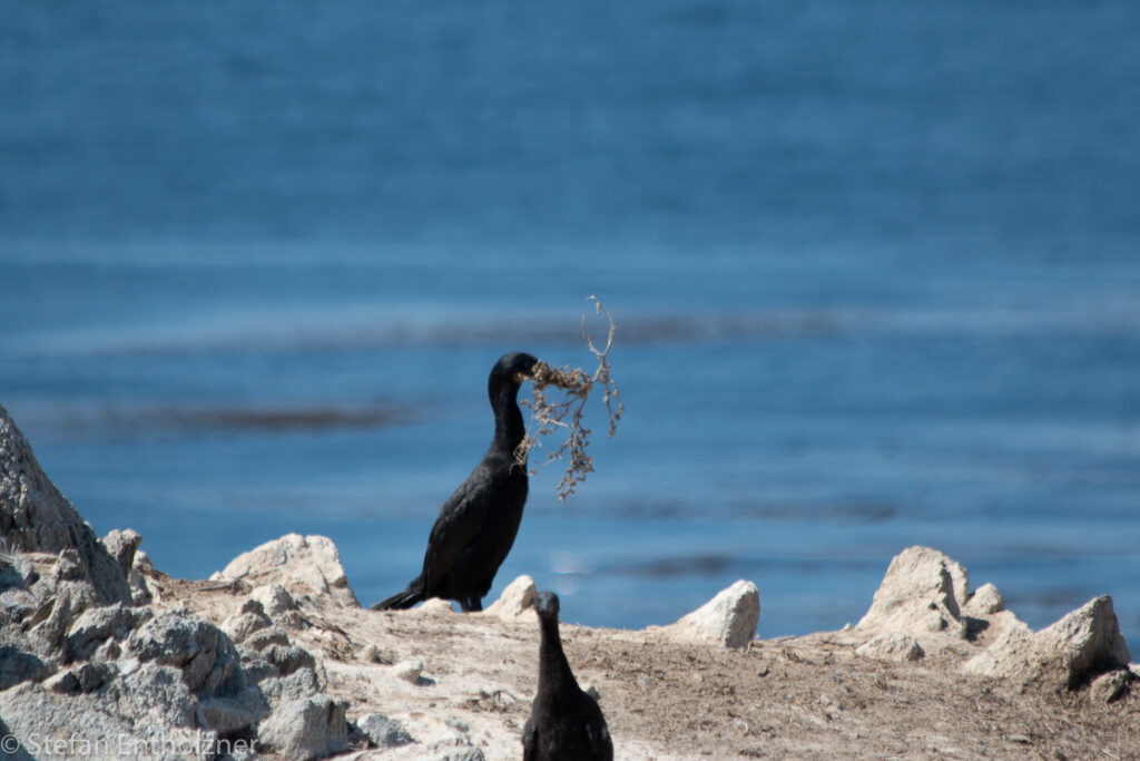 BirdIsland