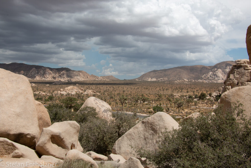 Joshua Tree NP