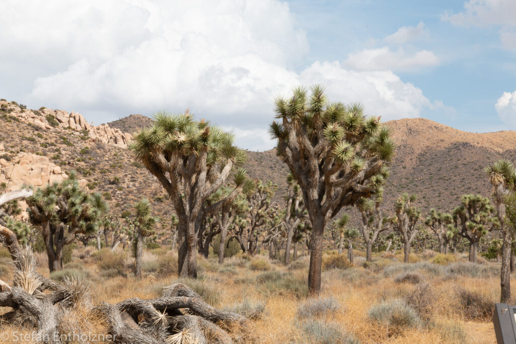 Joshua Tree NP